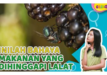 Gawat! Ini Bahayanya Kalau Mengonsumsi Makanan yang Dihinggapi Lalat
