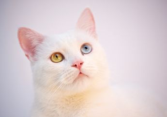Kucing Peliharaan Sering Menatap Pemiliknya untuk Waktu yang Lama, Ketahui Arti Tatapan Kucing