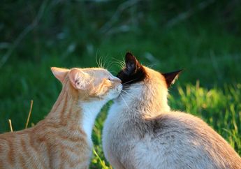 Tips Ampuh Mengenalkan Kucing Baru ke Kucing Lama Supaya Tidak Bertengkar