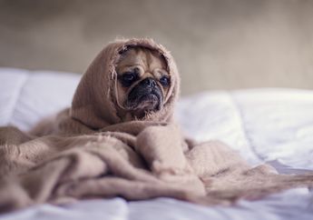12 Perilaku yang Menandakan Anjing Sedang Stres, Kenali dan Perhatikan Anjing Peliharaanmu!