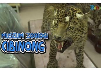 Keren! Ada Jutaan Spesimen Fauna yang Disimpan di Museum Zoologi Cibinong