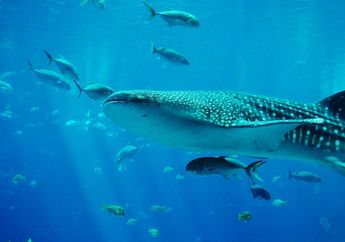 Ikan Terbesar di Lautan Justru Tidak Berbahaya, Ini Fakta Unik Ikan yang Belum Banyak Diketahui!