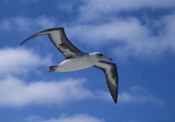 Burung Albatros Bisa Terbang Ratusan Kilometer, Hampir Tidak Pernah Mendarat!