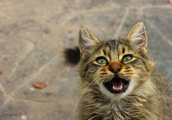 Duh, Jangan Sampai Terjadi pada Kucing di Rumah! Ini 8 Kesalahan Merawat Kucing