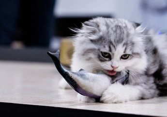 Meski Bisa Makan Ikan, Ini Alasan Mengapa Sebaiknya Kucing Tidak Boleh Makan Ikan Mentah