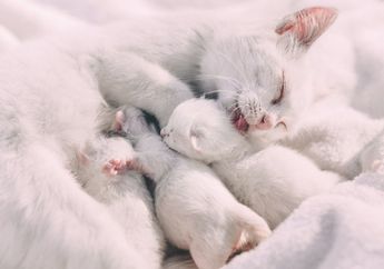 Bukan Kelainan, Anak Kucing Memang Tak Membuka Mata saat Lahir, Ini Penjelasannya!