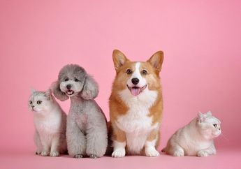 Hati-Hati Virus Parvo Bisa Menyerang Kucing dan Anjing, Ketahui Mengenai Penyakit Parvo dan Tandanya pada Hewan!