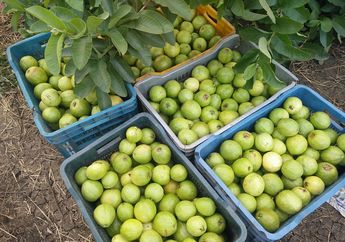 Bisa Menjaga Sistem Imun dan Mengatur Kadar Gula Darah , Ini 5 Manfaat Daun dan Buah Jambu Biji