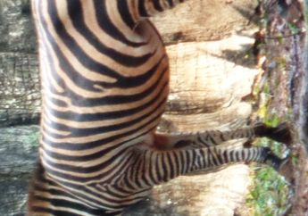 Terlihat Sama Saja, Sebenarnya Motif Belang Masing-Masing Zebra Berbeda, lo!