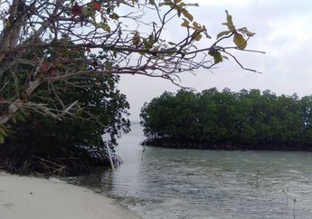 Hutan Bakau di Pesisir Pantai, Penjaga Pantai dari Pengikisan Air Laut