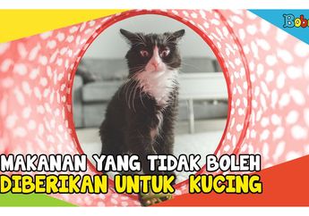 Daging Mentah Sampai Tulang, Ini 5 Jenis Makanan yang Tidak Boleh Diberikan pada Kucing