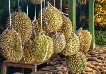 Banyak yang Tidak Suka Karena Baunya Menyengat, Ternyata Durian Punya 5 Manfaat Tak Terduga untuk Tubuh