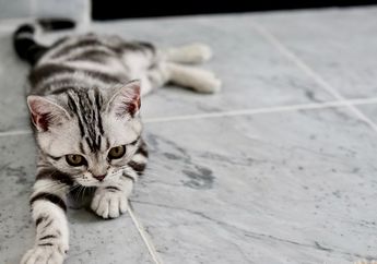 Lakukan 3 Hal Penting Ini Supaya Kucing Tidak Kepanasan Saat Cuaca Panas di Musim Kemarau