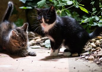 Kucing Peliharaanmu Suka Mengejar Sinar Laser? Ternyata Ini Alasannya! Perhatikan Hal Ini Saat Memainkan Laser dengan Kucing