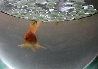 Salah Satunya Bisa Mengurangi Stres, Memelihara Ikan di Rumah Juga Punya Beragam Manfaat untuk Tubuh