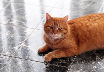 Jangan Lakukan pada Kucing di Rumah, Ini 5 Kesalahan yang Sering Dilakukan Pemilik Kucing