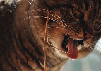 Waspada Jika Kucing Mengeluarkan Air Liur Terus-menerus! Ini Penyebabnya