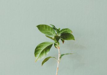 Mengapa Pertumbuhan Vegetatif Buatan dengan Cara Menempel dapat Menghasilkan Tanaman yang Lebih Baik?