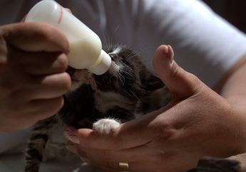 Cara Merawat Anak Kucing yang Tidak Punya Induk, Tidak Boleh Diberikan Susu Sembarangan