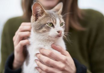 Kucing Juga Bisa Stres, Gunakan 3 Cara Ini untuk Mencegahnya, Salah Satunya Berikan Ruang Pribadi