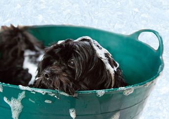 Seberapa Sering Kita Harus Memandikan Anjing? Ketahui Hal yang Menentukan Waktu Mandi Anjing