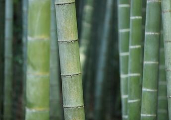 Bambu Merupakan Tumbuhan yang Tumbuh Paling Cepat, Ketahui Berbagai Fakta Menarik Bambu, yuk!