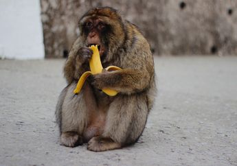 Banyak yang Percaya, Benarkah Monyet Suka Makan Pisang dan Tikus Suka Makan Keju?