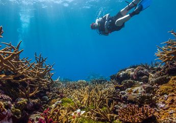 Mengapa Laut Indonesia Menjadi Tempat yang Spesial sebagai Habitat Terumbu Karang?