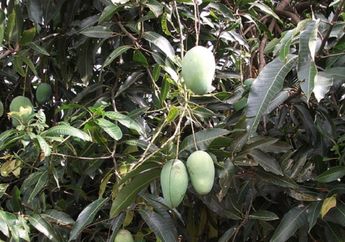 Cara Menanam Pohon Mangga dari Biji, Bisa Panen Sendiri di Rumah