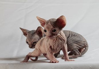 Bukan Hanya Sphynx, Ini Dia Jenis-Jenis Kucing yang Tidak Punya Bulu! Ada yang Berkaki Pendek