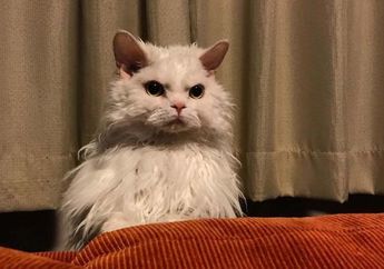 Berkenalan dengan Chirico, Kucing Pemarah Asal Jepang yang Sedang Viral di Internet