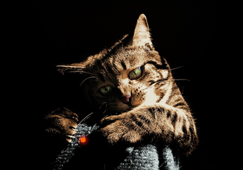 Sampai Jungkir Balik Kejar Sinar Laser, Ternyata Ini yang Sebenarnya Dilihat Kucing saat Mengejarnya
