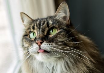 Pernah Lihat Kucing Menjulurkan Lidah atau Membuka Mulut Tanpa Sebab? Ternyata Ini yang Dilakukannya