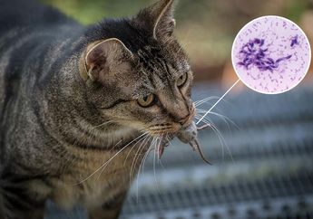 Toksoplasmosis Sering Dihubungkan dengan Kucing, Apa Itu Toksoplasmosis dan Apa Dampaknya bagi Manusia?