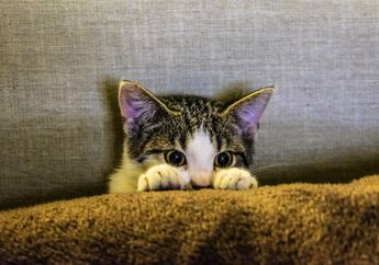 Sering Menonton Video Kucing Lucu? Cari Tahu Penjelasan Mengapa Kita Suka Menonton Video Kucing, yuk!