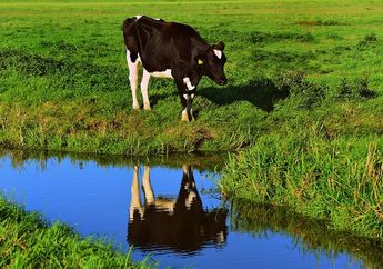 Habitatnya Berada di Darat, Ternyata Sapi Merupakan Mamalia yang Pandai Berenang