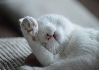 Bukan karena Malas, Ada Alasan Penting Mengapa Kucing Lebih Sering Terlihat Tidur Setiap Harinya