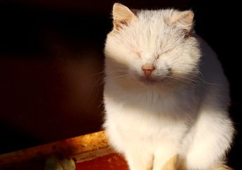 Hindari Menjemur Kucing dalam Kandang di Bawah Matahari, Malah Bisa Bikin Kucing Stres