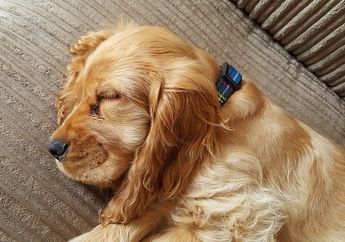 Anjing Peliharaanmu Selalu Menggaruk Tempat Tidurnya Sebelum Tidur? Ternyata Ada Hubungannya dengan Naluri Alami Anjing