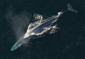 Alat Gerak Vertebrata, Ternyata Hiu dan Paus Berenang dengan Cara Berbeda Meski Sama-Sama Hewan Air