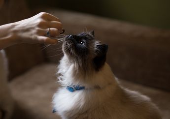Jangan Asal Memberi Makan Kucing, Ketahui Apa Bedanya Makanan Anak Kucing dan Kucing Dewasa