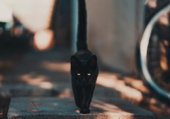 5 Mitos Kucing Hitam di Berbagai Negara, Ada yang Menganggapnya Sebagai Pembawa Keberuntungan!