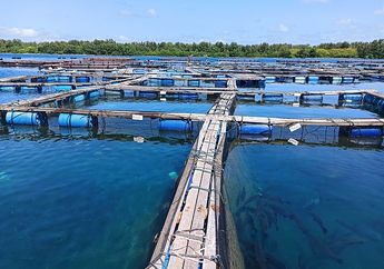 Apa Saja Tahapan-Tahapan Sampling Ikan Laut? Materi Belajar dari Rumah SD Kelas 4-6