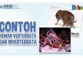 Perbedaan Hewan Vertebrata dan Invertebrata Beserta Contohnya