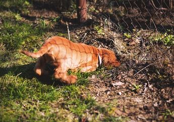 Pernah Lihat Anjing Mengubur Barang di Tanah? Mengapa Anjing Memiliki Perilaku Khas Ini, ya?
