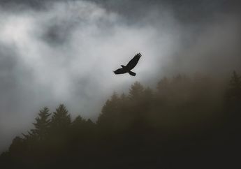 Tak Pernah Lihat Burung Terbang saat Hujan? Ternyata Ini Penyebabnya