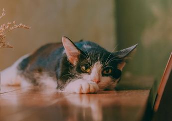 BERITA POPULER: Cara Kucing Menunjukkan Kesedihannya hingga Kisah Anjing yang Dibuatkan Kamar Cantik