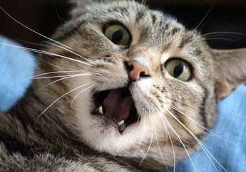 Bukannya Jadi Penurut, Ini yang Terjadi Jika Kita Membentak Kucing