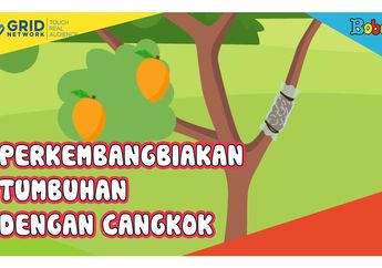 Perkembangbiakan Tumbuhan dengan Cangkok, Ini Cara dan Contohnya