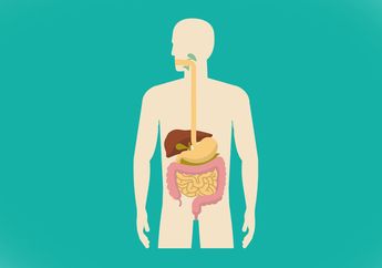 Makanan Sehat Penting untuk Asupan Nutrisi bagi Tubuh, Bagaimana Tubuh Mengolah Makanan?